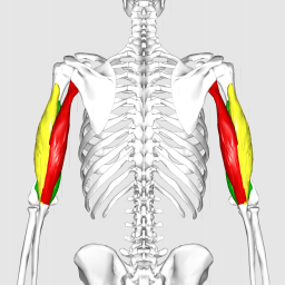 Triceps brachii muscle06