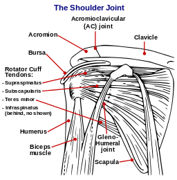 Shoulder joint